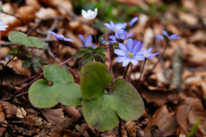 Liverwort, detail Liverwort, detail